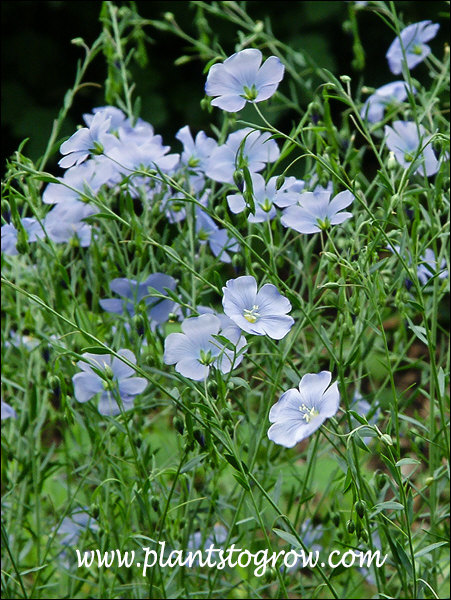 Nice true blue flowers. (June 25)